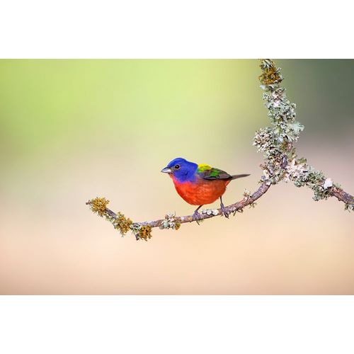 Painted Bunting (Passerina ciris) perched on lichen-covered limb
